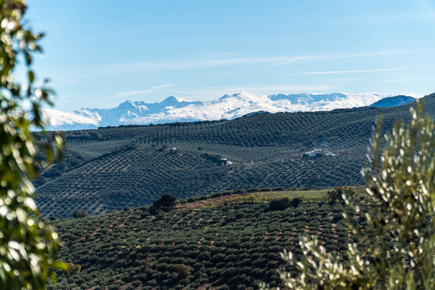 Un mar de olivos con Sierra Nevada como telón de fondo